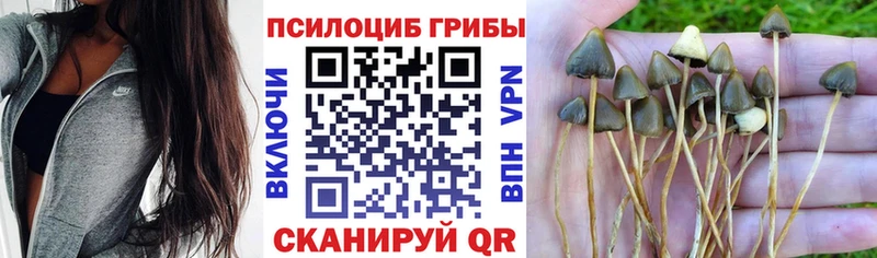 Псилоцибиновые грибы Psilocybe  mega ONION  Тихвин  где купить наркоту 